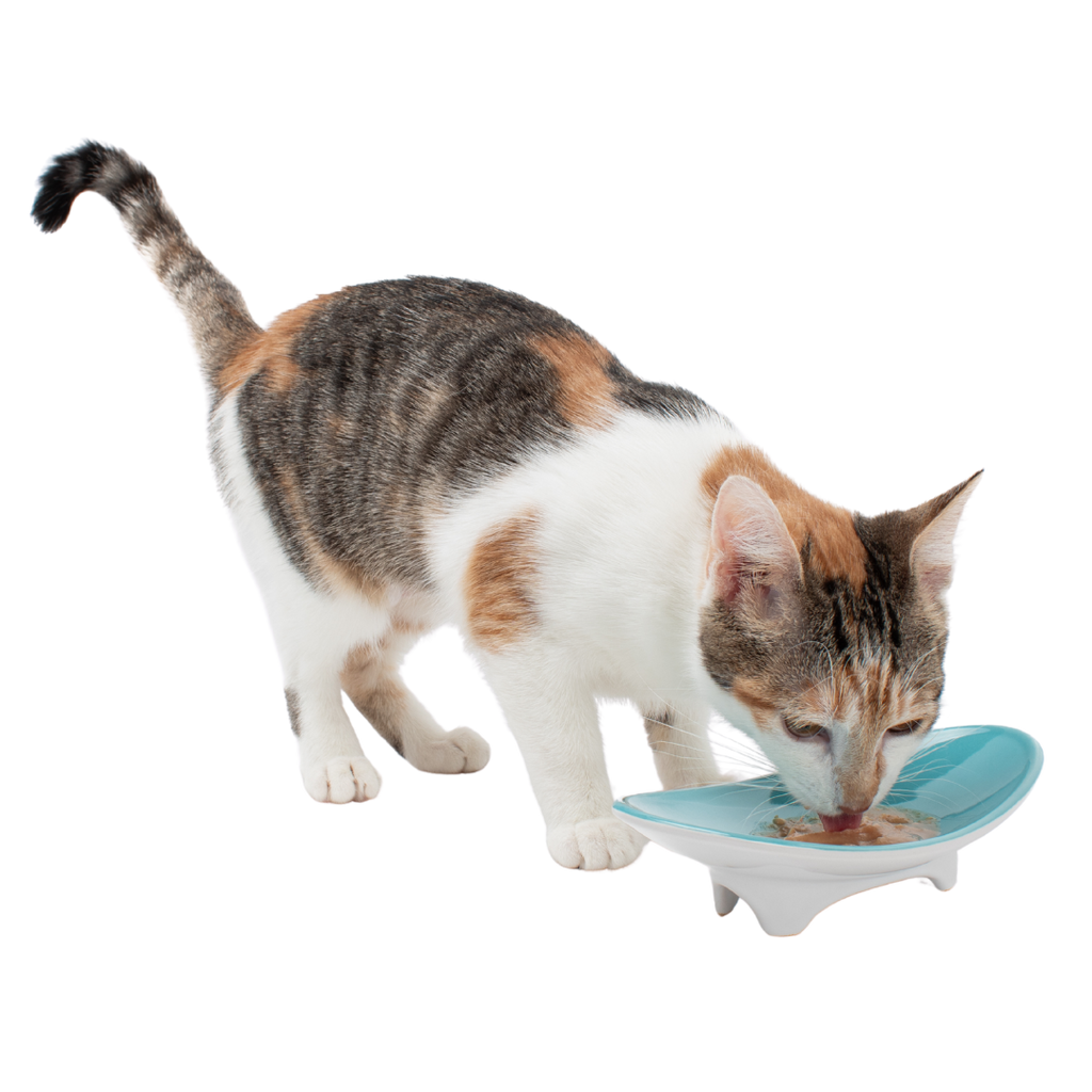 Elevated Oval Ceramic Cat Bowl with Wide Whisker-Friendly Shape for Wet or Dry Food and Easier Mealtimes source image 1