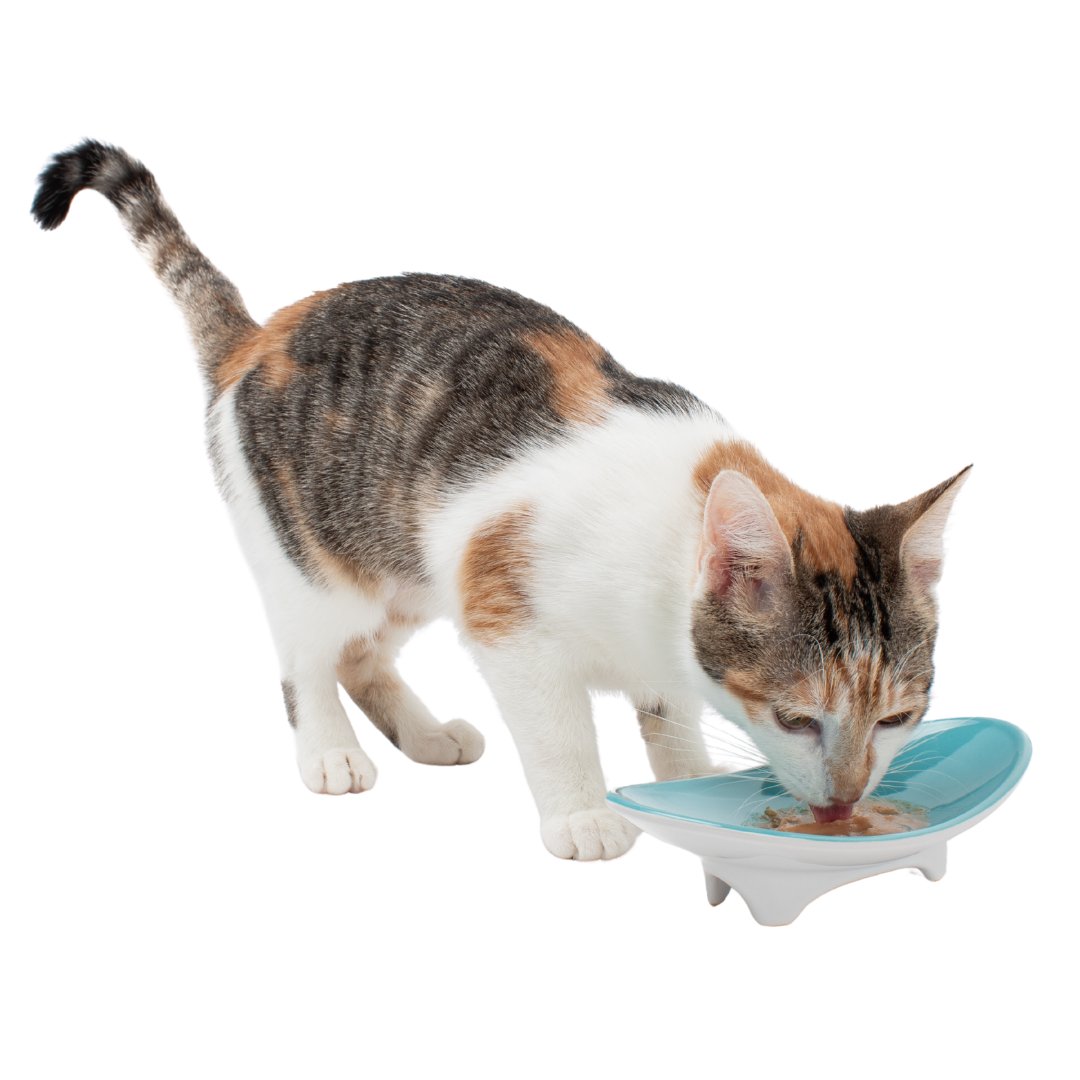 Elevated Oval Ceramic Cat Bowl with Wide Whisker-Friendly Shape for Wet or Dry Food and Easier Mealtimes source image 1
