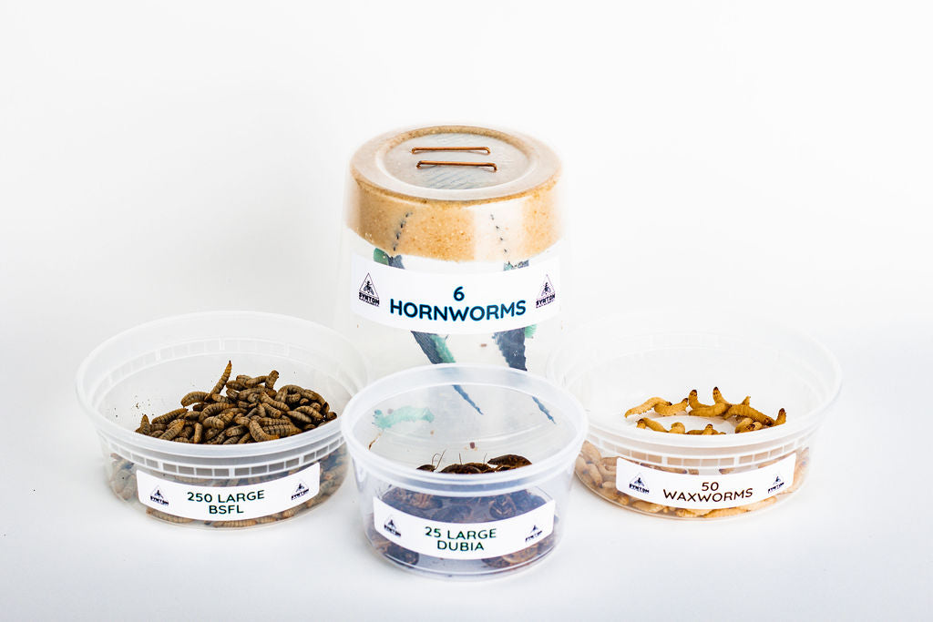 Live Feeder Insect Variety Pack for Reptiles, Combining Larvae, Roaches, Hornworms and Waxworms source image 1