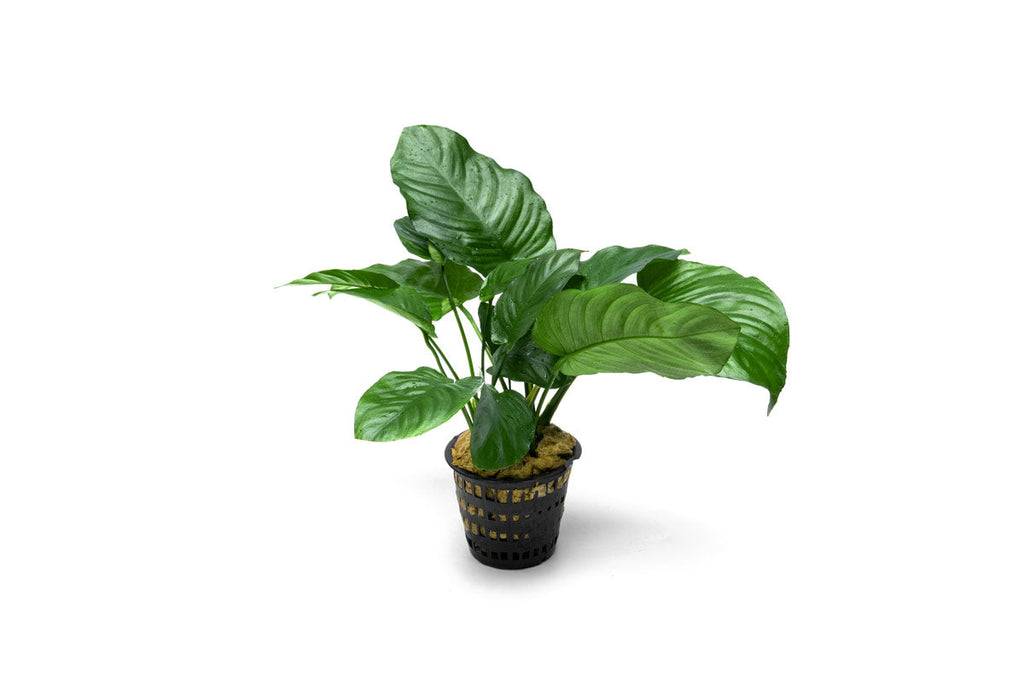 Live Anubias Aquarium Plant, Broad Leaf Mother Pot with Mature Rhizomes for Low-Light Freshwater Tanks source image 1