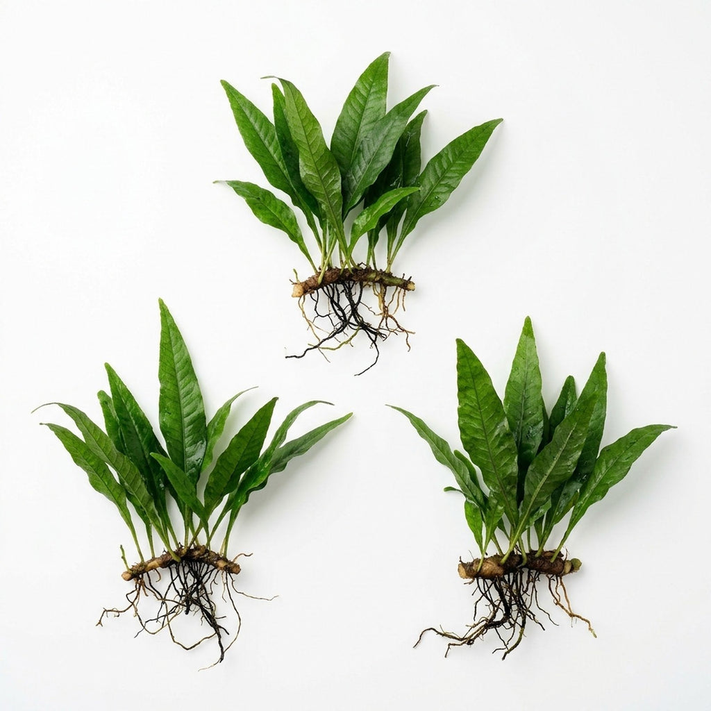 Live Java Fern Aquarium Plant for Low-Light Freshwater Tanks, Bare Root and Mounted Formats source image 1