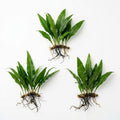 Live Java Fern Aquarium Plant for Low-Light Freshwater Tanks, Bare Root and Mounted Formats source image 1