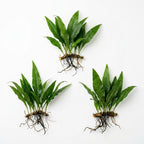 Live Java Fern Aquarium Plant for Low-Light Freshwater Tanks, Bare Root and Mounted Formats source image 1