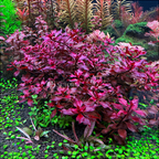 Live Ludwigia Aquarium Plant, Super Red Mini Variety with Compact Crimson Foliage for Nano Aquascapes source image 1