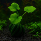 Banana Plant Lily for Freshwater Aquariums, Easy Nymphoides aquatica as a Dormant or Sprouted Bulb source image 1