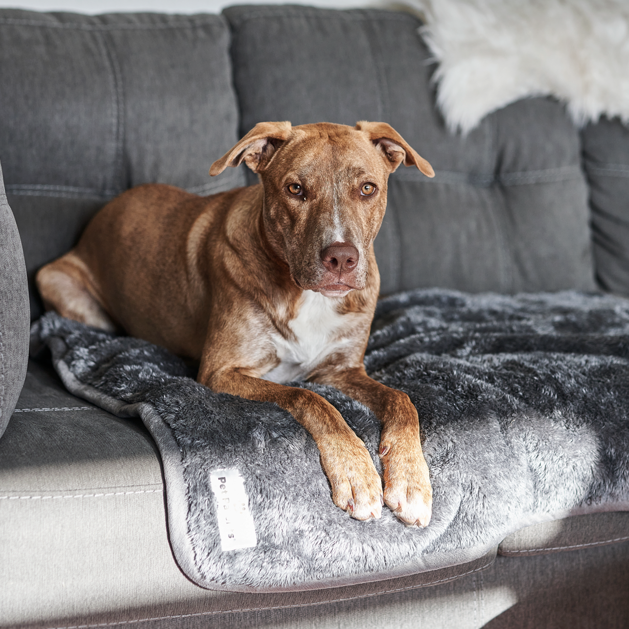 Waterproof Pet Blanket with Absorbent Core and Reinforced Edge Binding in Four Washable Sizes source image 1