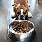 Angled Stainless Steel Pet Bowl for Flat-Faced Dogs and Cats, Three Capacities with Optional Stand source image 1