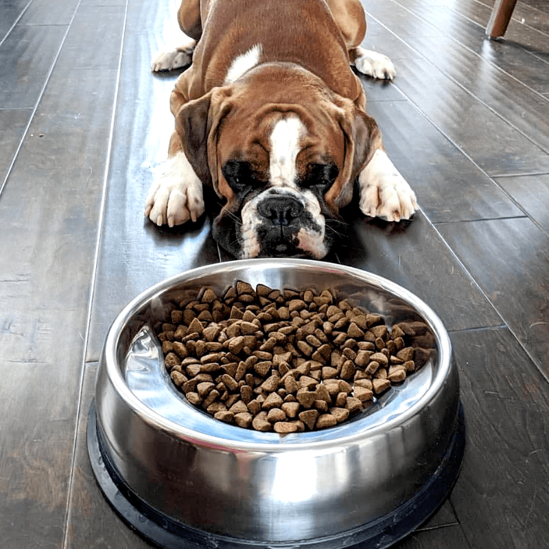 Angled Stainless Steel Pet Bowl for Flat-Faced Dogs and Cats, Three Capacities with Optional Stand source image 1