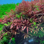 Hygrophila Pinnatifida Live Aquarium Plant, Bronze Fern-Like Foliage for Midground or Hardscape Growth source image 1