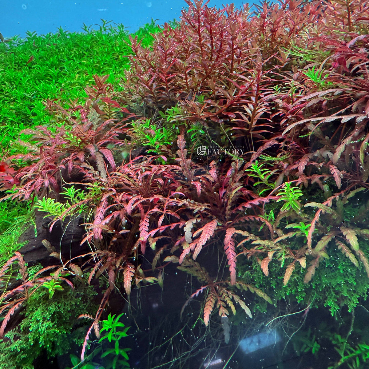 Hygrophila Pinnatifida Live Aquarium Plant, Bronze Fern-Like Foliage for Midground or Hardscape Growth source image 1
