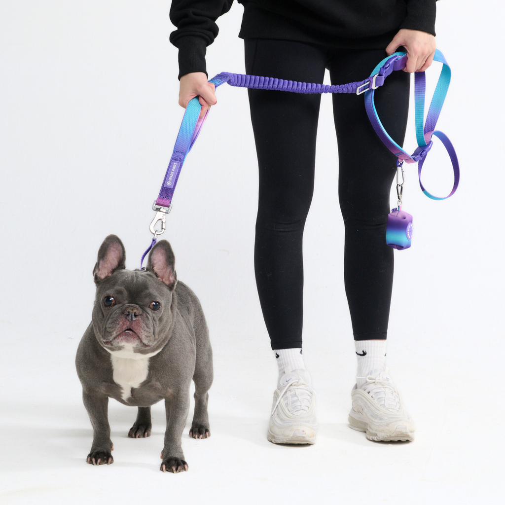Hands-Free Dog Leash and Waste Bag Holder Set, Bungee Control and Dual Handles for Everyday Walks source image 1