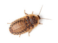 Large Live 1-Inch Dubia Roaches for Reptiles and Exotic Pets, Packaged in Feeder Counts from 25 to 5,000 product image 1