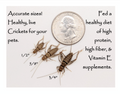 Live Banded Feeder Crickets in Half-Inch Size, Vented Travel Box and Five Quantity Counts for Reptiles source image 1
