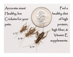 Live Banded Feeder Crickets in Half-Inch Size, Vented Travel Box and Five Quantity Counts for Reptiles source image 1