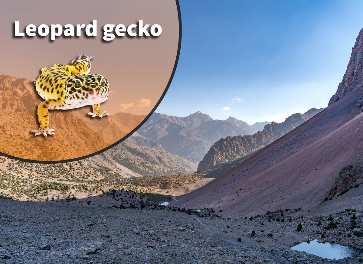 Leopard Gecko Bioactive Vivarium Kit Sized for Seven Enclosures, with Substrate and Habitat Materials source image 1