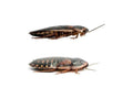 Live Adult Dubia Roaches for Reptile Feeders or Breeding Colonies, Pairs and Sex-Specific Quantities source image 1