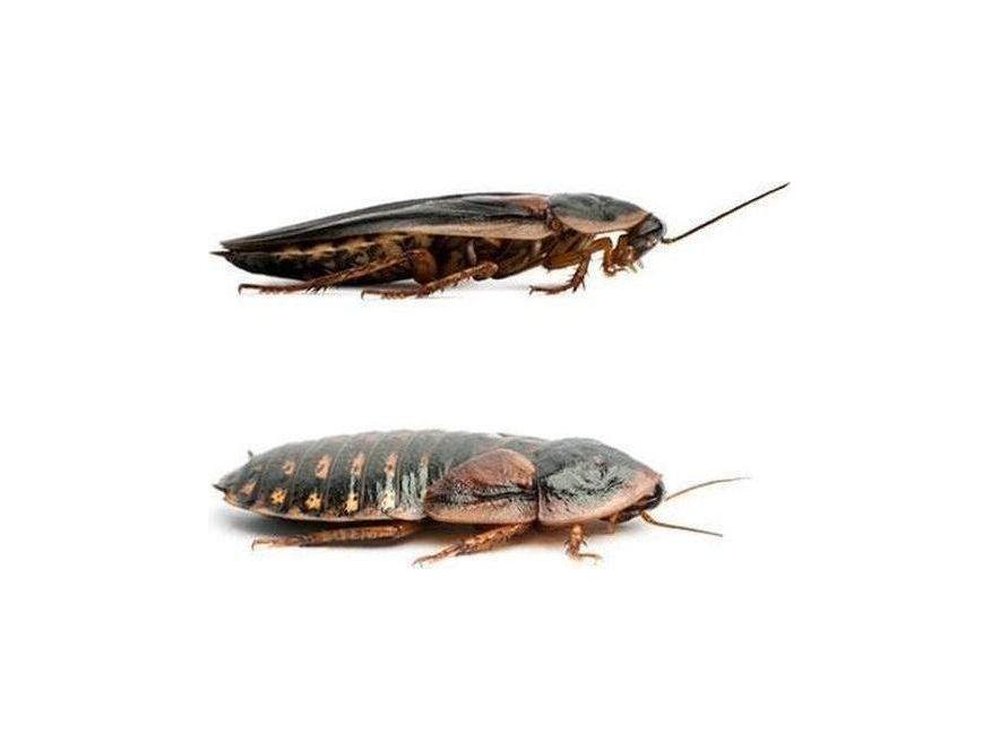 Live Adult Dubia Roaches for Reptile Feeders or Breeding Colonies, Pairs and Sex-Specific Quantities source image 1