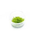 Riccia Fluitans Tissue Culture Aquarium Plant for Bright Green Floating Mats and Hardscape Carpeting source image 1