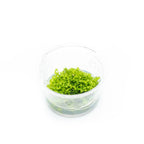 Riccia Fluitans Tissue Culture Aquarium Plant for Bright Green Floating Mats and Hardscape Carpeting source image 1