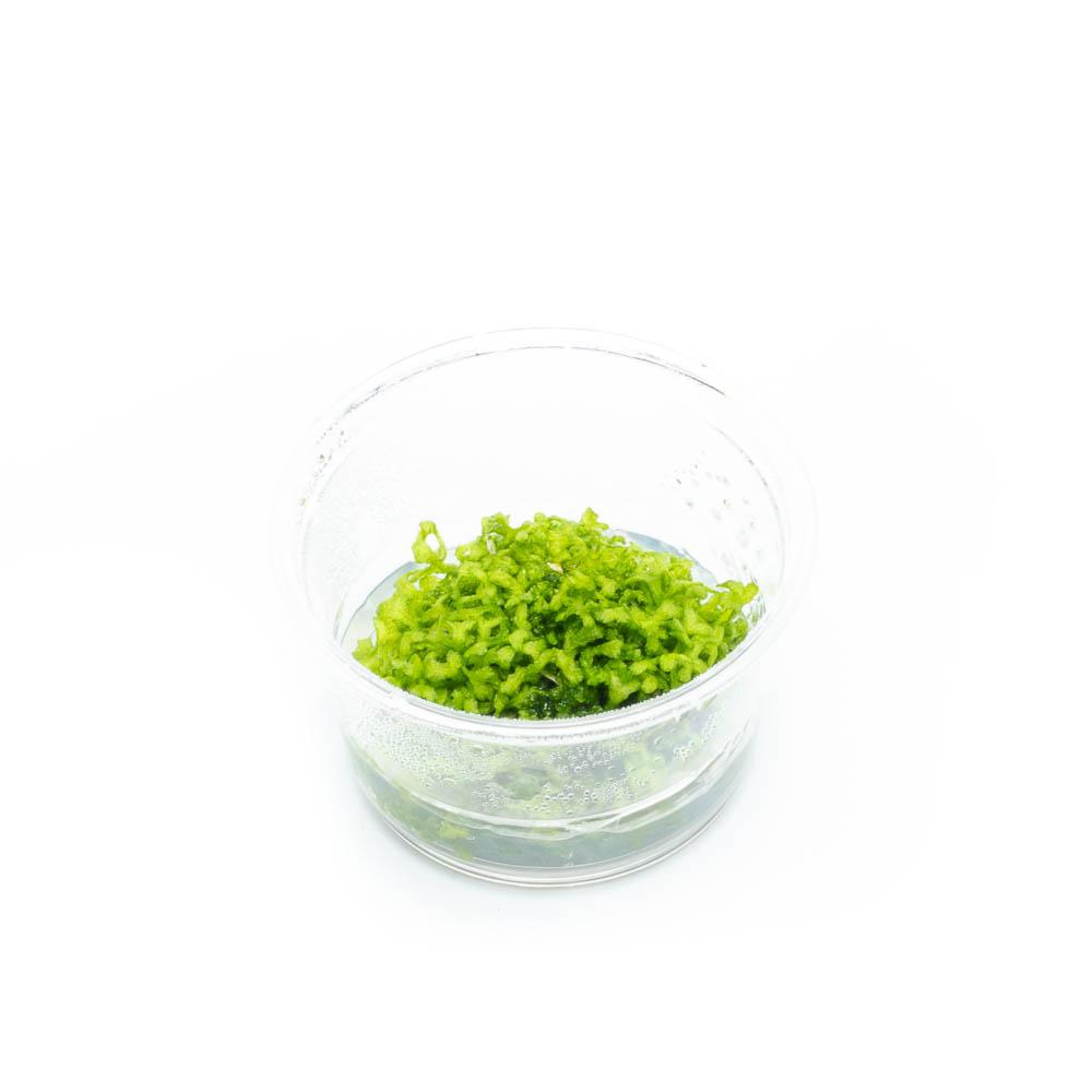 Riccia Fluitans Tissue Culture Aquarium Plant for Bright Green Floating Mats and Hardscape Carpeting source image 1