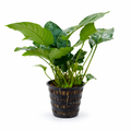 Anubias Nana Mother Plant, Established Aquarium Pot with 2 to 3 Rhizomes for Midground or Hardscape Planting source image 1