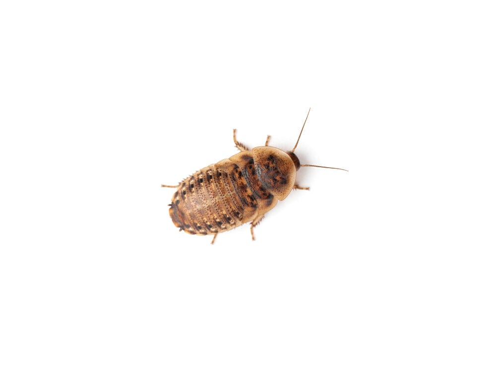 Extra-Small Quarter-Inch Live Dubia Roaches for Young Reptiles, Amphibians and Invertebrates source image 1