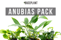 Assorted Live Anubias Aquarium Plant Pack for Low-Light Freshwater Tanks and Natural Aquascapes source image 1