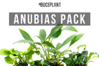 Assorted Live Anubias Aquarium Plant Pack for Low-Light Freshwater Tanks and Natural Aquascapes source image 1