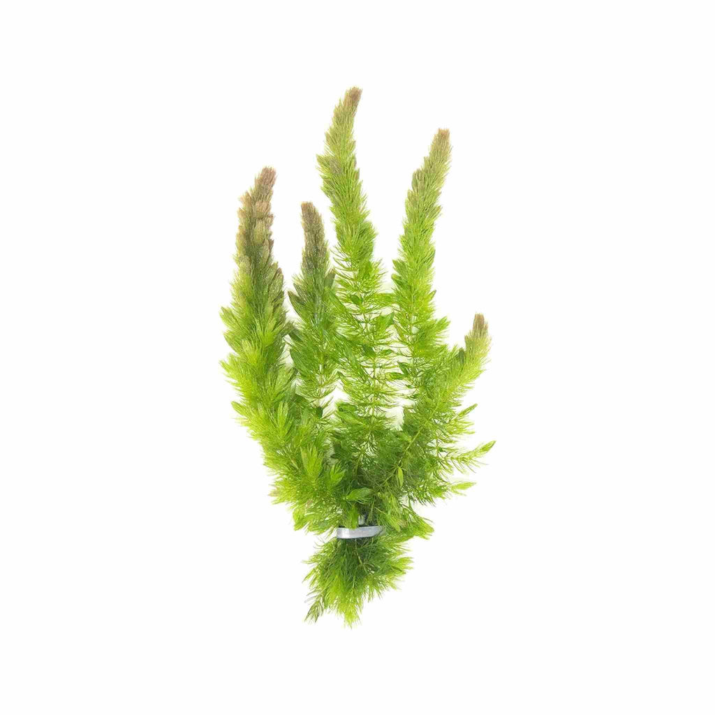 Live Hornwort Aquarium Plant Bunches for Floating or Planted Freshwater Tanks, Packs of Three or Six source image 1