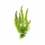Live Hornwort Aquarium Plant Bunches for Floating or Planted Freshwater Tanks, Packs of Three or Six source image 1