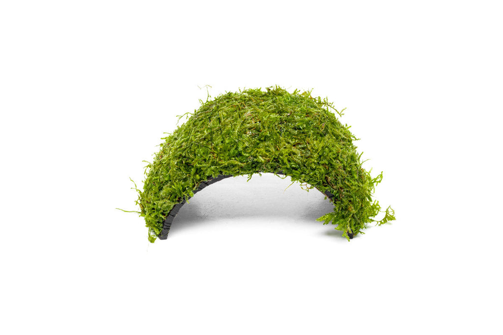 Christmas Moss Coconut Aquarium Bridge product image 1