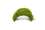 Christmas Moss Coconut Aquarium Bridge product image 1