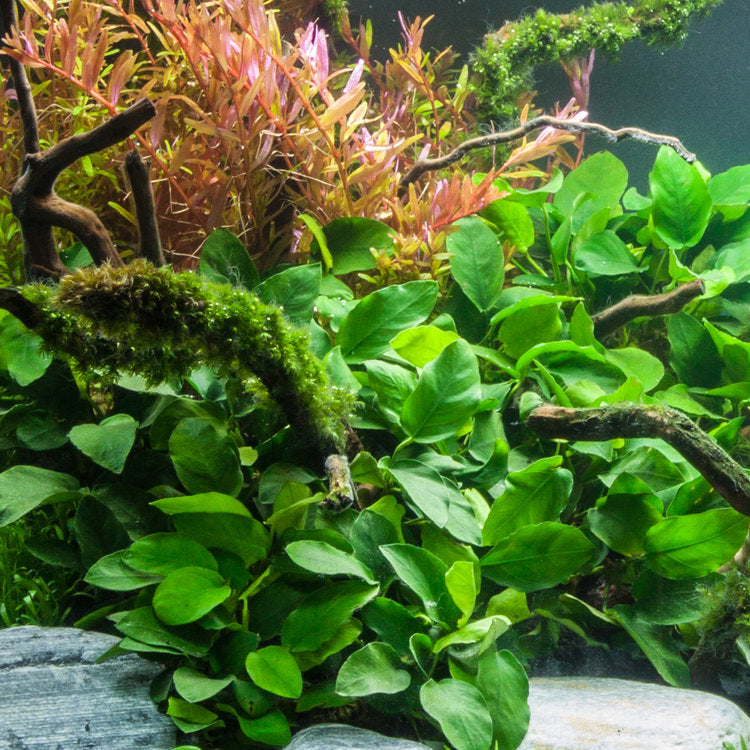 Live Anubias Barteri Aquarium Plant product image 1