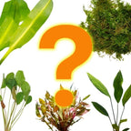 Mystery Freshwater Aquarium Plant Pack product image 1