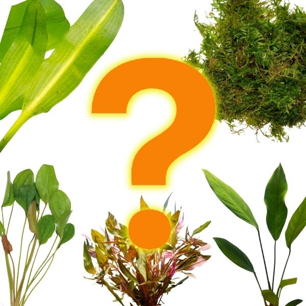 Mystery Freshwater Aquarium Plant Pack Single Plant