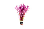 Red Rotala Aquarium Stem Plant product image 1