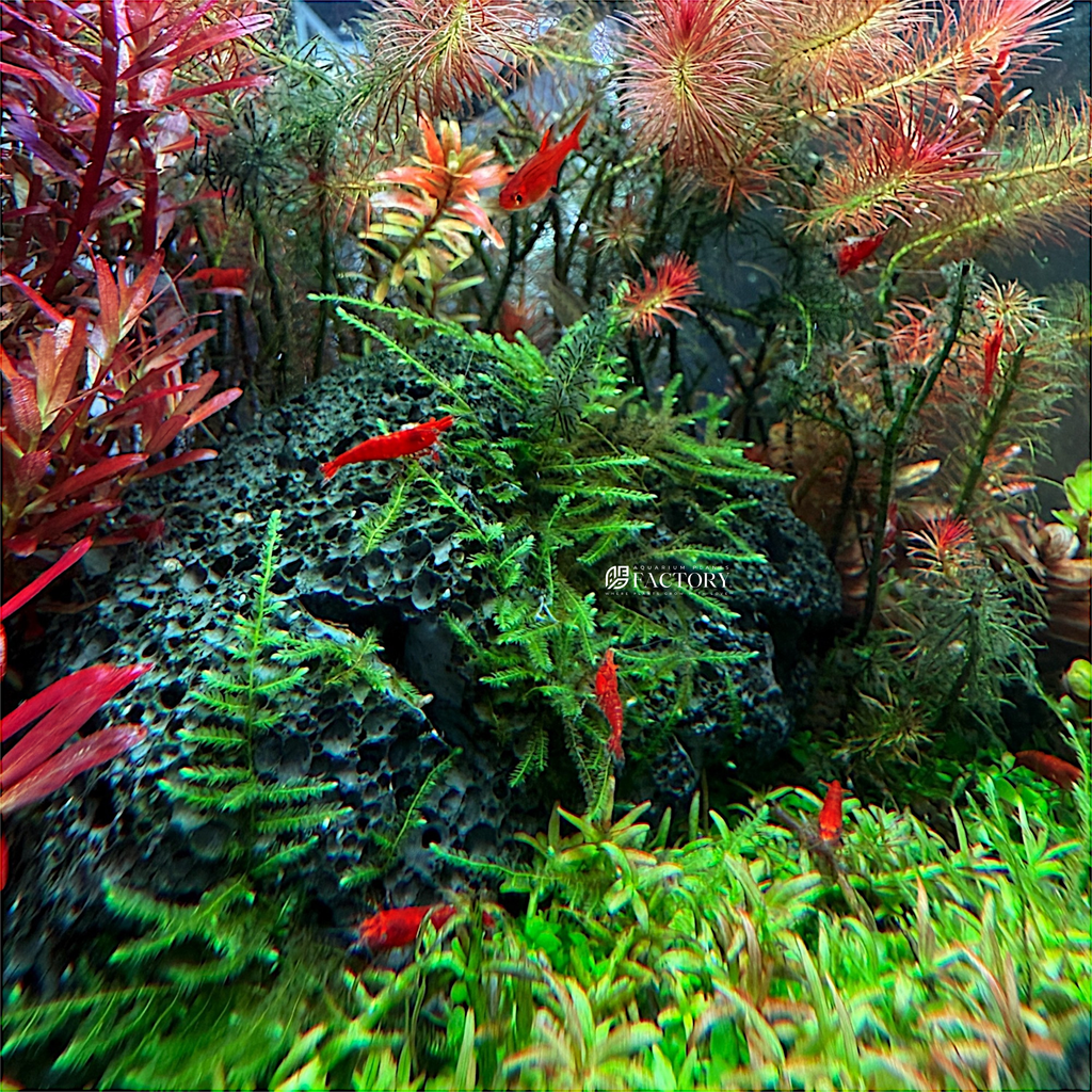 Live Java Moss Aquarium Plant Default Title