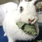 Kudzu Chip Small Animal Treats product image 1