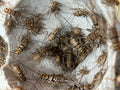 Live Feeder Crickets product image 1