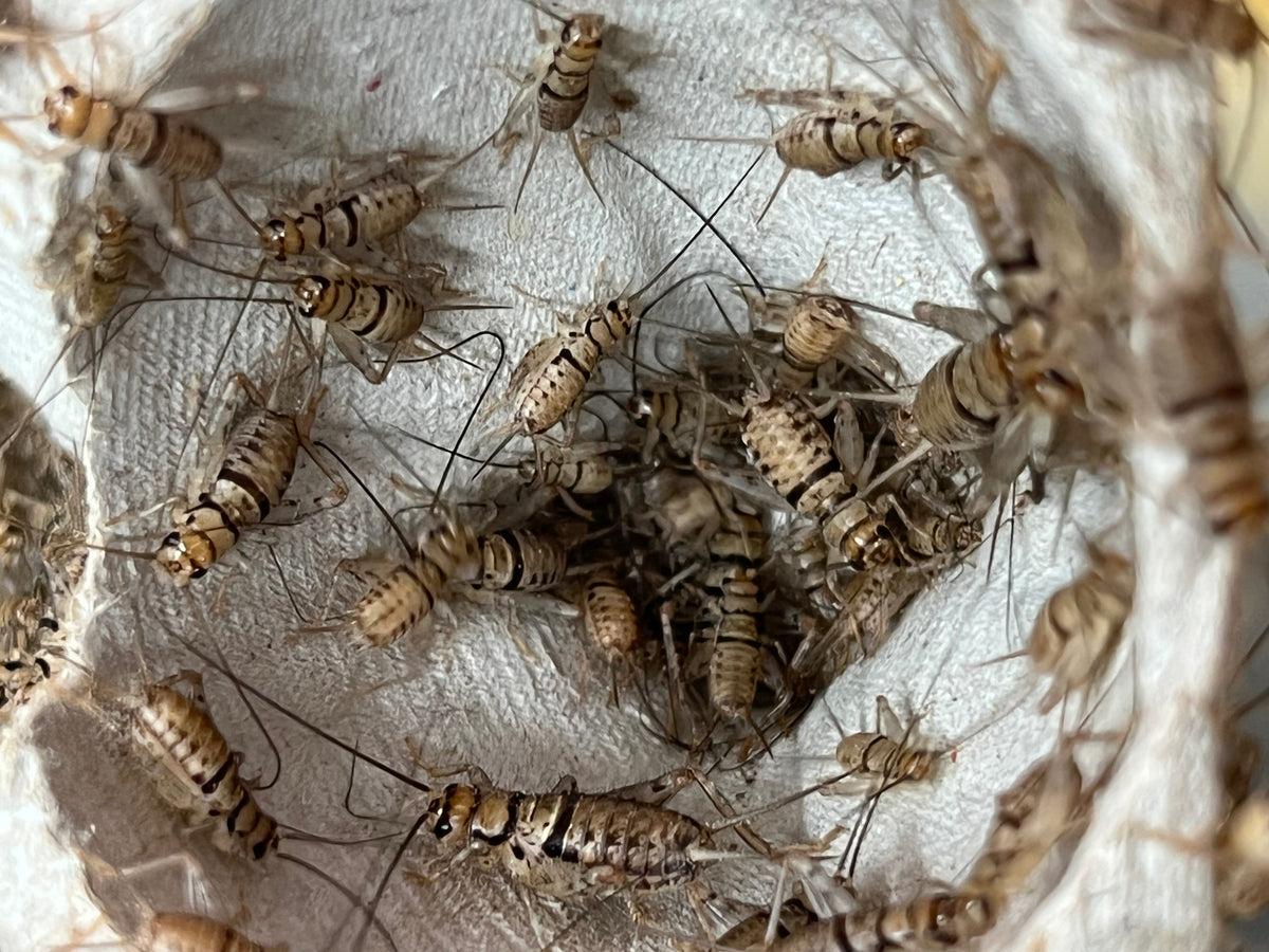 Live Feeder Crickets product image 1