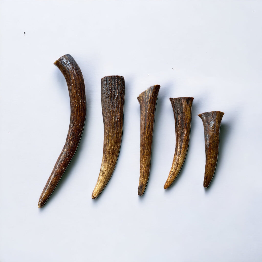 Moose Antler Dog Chew product image 1
