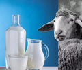 Raw Sheep Milk product image 1