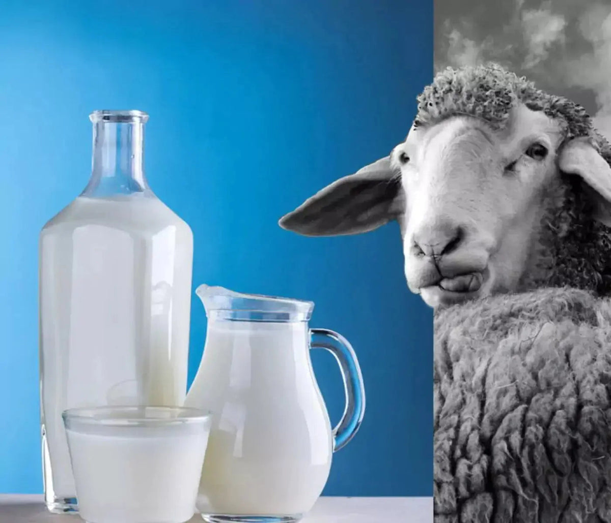 Raw Sheep Milk product image 1