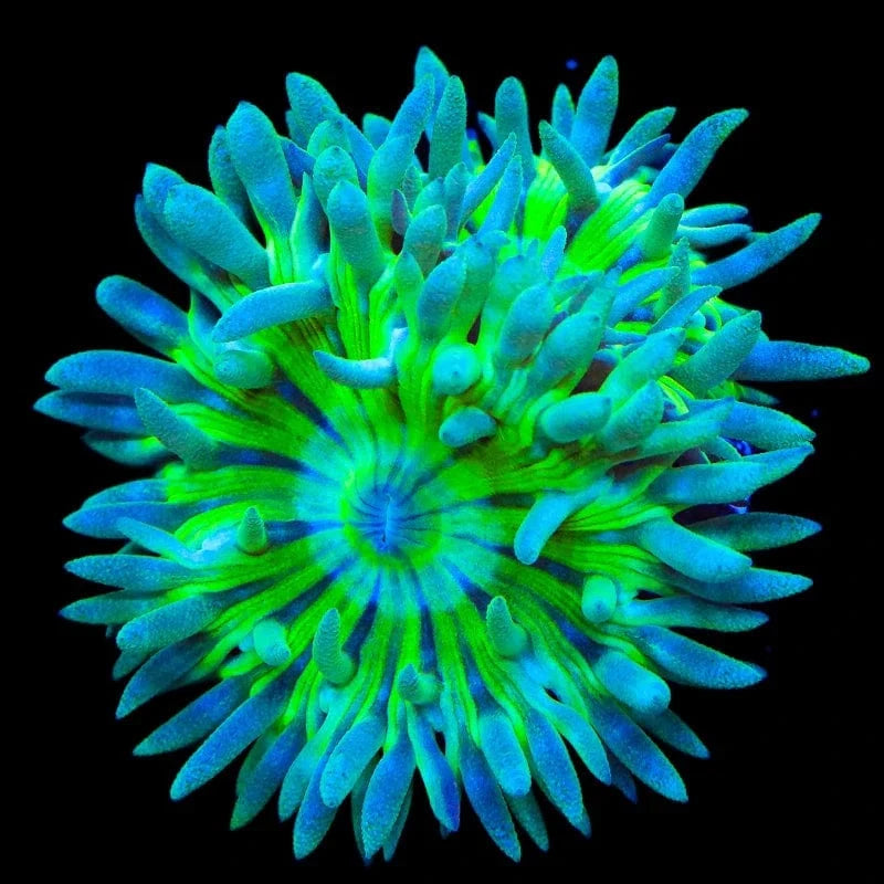 Duncan Coral product image 1