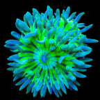 Duncan Coral product image 1