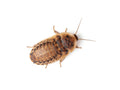 Live Dubia Roach Feeder Insects product image 1
