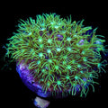 Green Star Polyp Coral product image 1