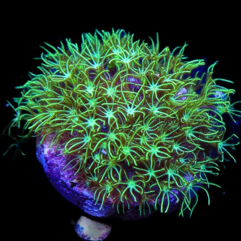 Green Star Polyp Coral product image 1