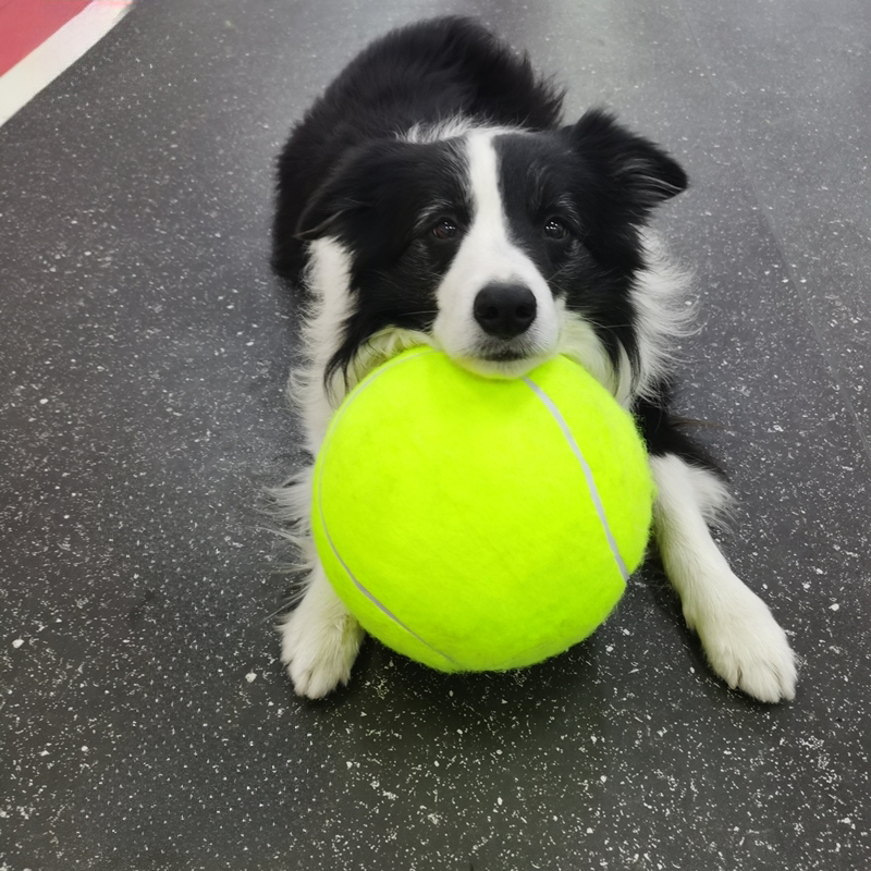 Giant Tennis Ball product image 1
