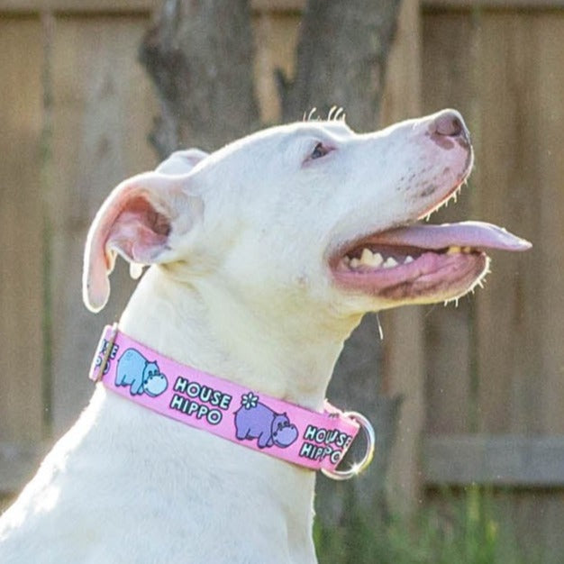 Martingale Dog Collar product image 1